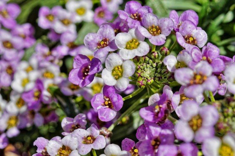 Alyssum - photo