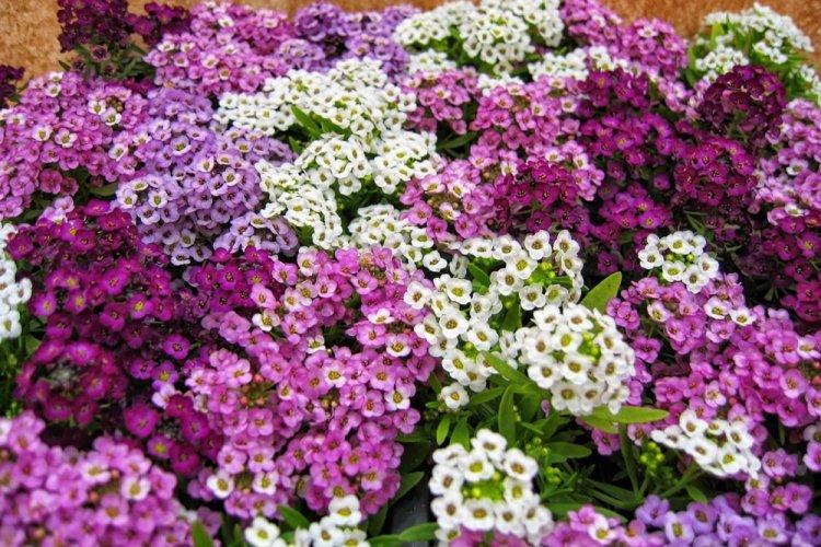 Alyssum - photo