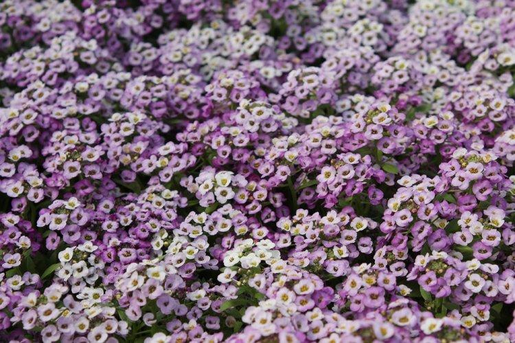 Alyssum - photo