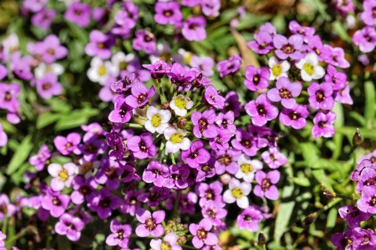Alyssum - photo