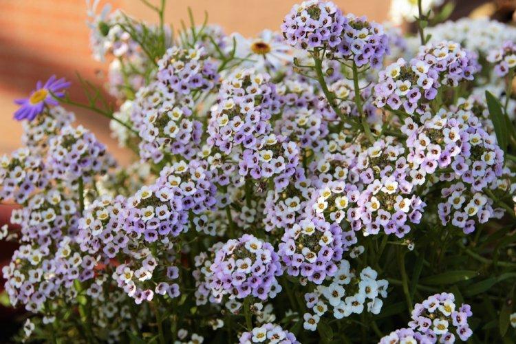 Alyssum - photo