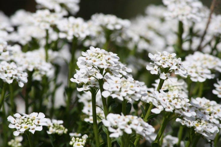 Alyssum - photo
