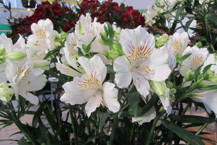 Alstroemeria White Wings - Types d'Alstroemeria