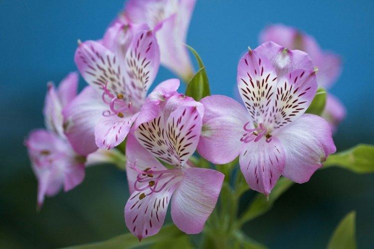 Beauté alstroemeria - Types d'alstroemeria