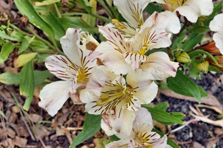 Hivernage - Soins pour Alstroemeria