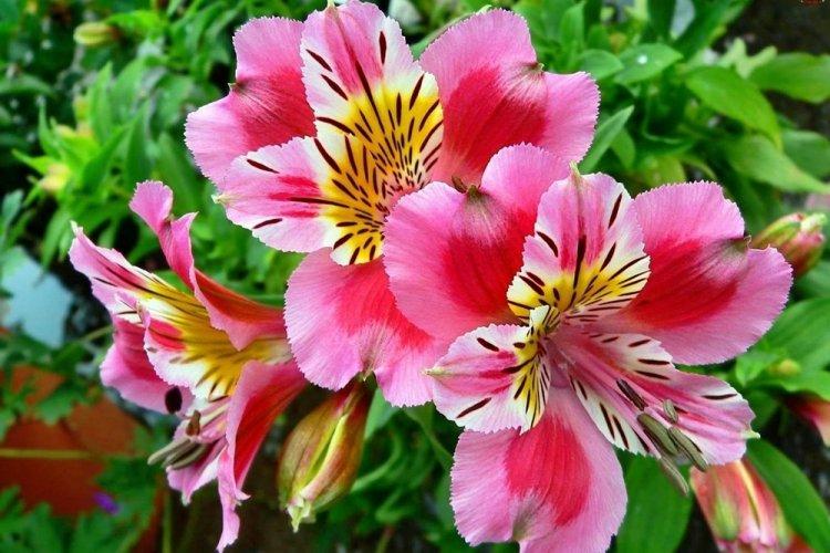 Alstroemeria - photo