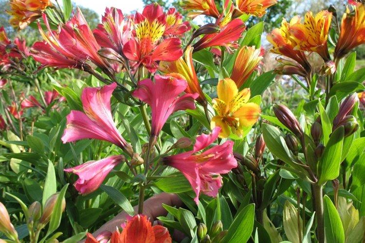 Alstroemeria - photo