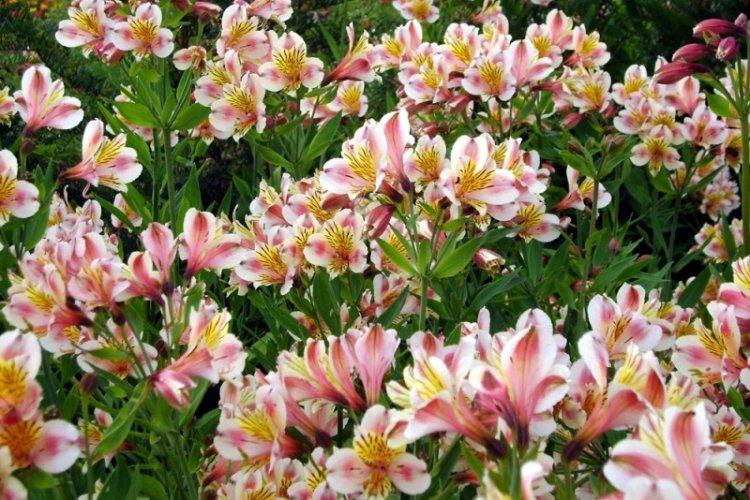 Alstroemeria - photo