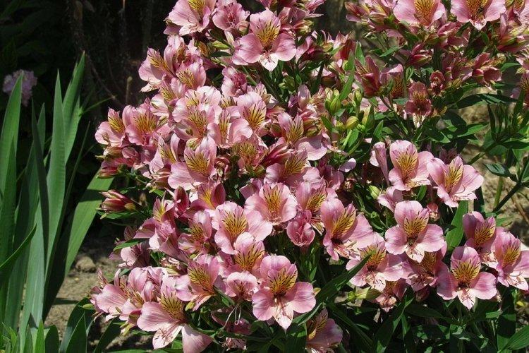 Alstroemeria - photo