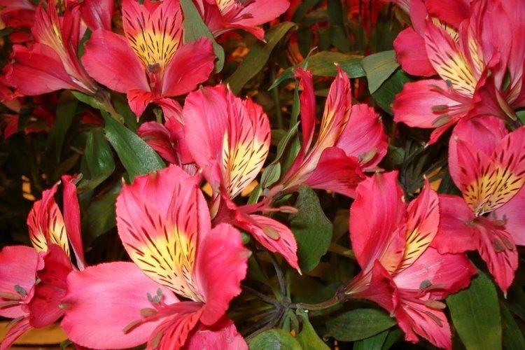 Alstroemeria - photo