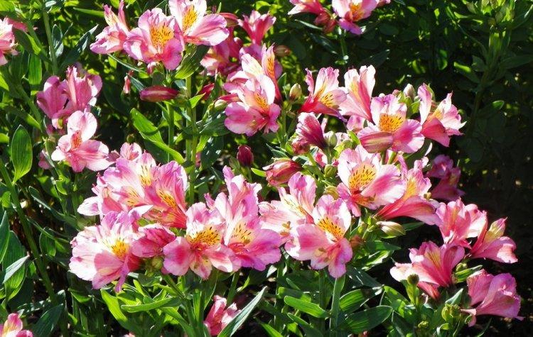 Alstroemeria - photo