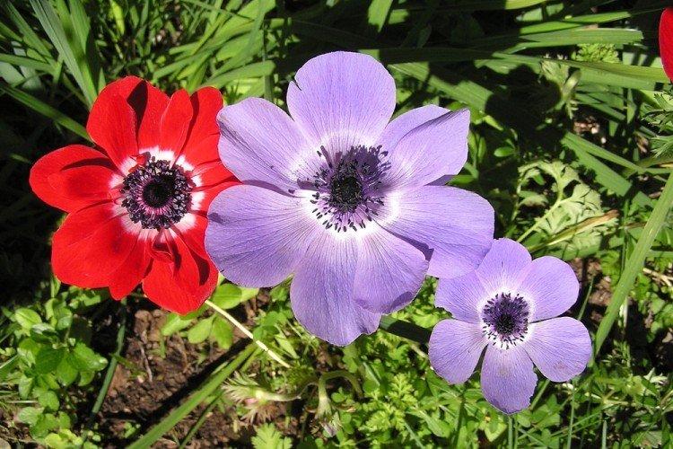 Anémone commune - Types d'anémones