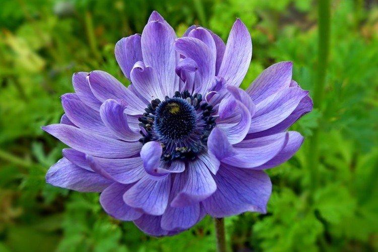 Anémone couronnée - Espèce d'anémones