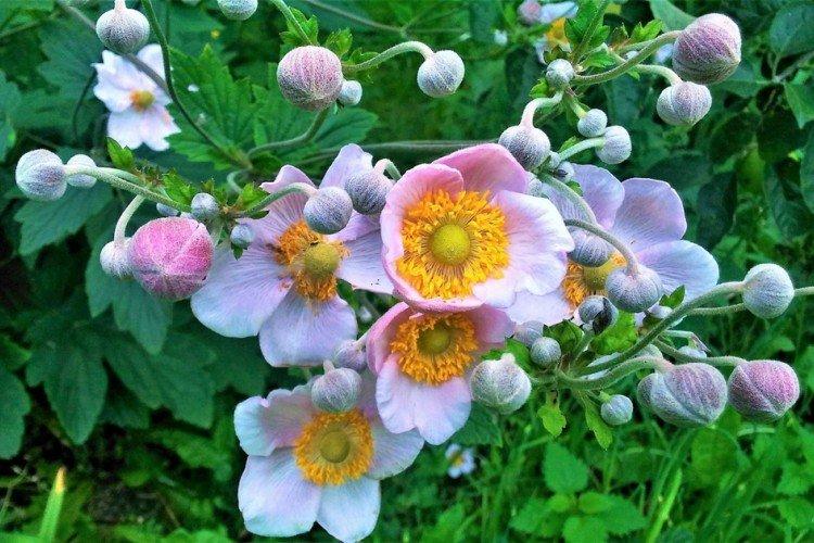 Température - Soins anémoniques