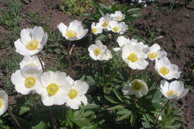 Terreau et Engrais - Anémones Care