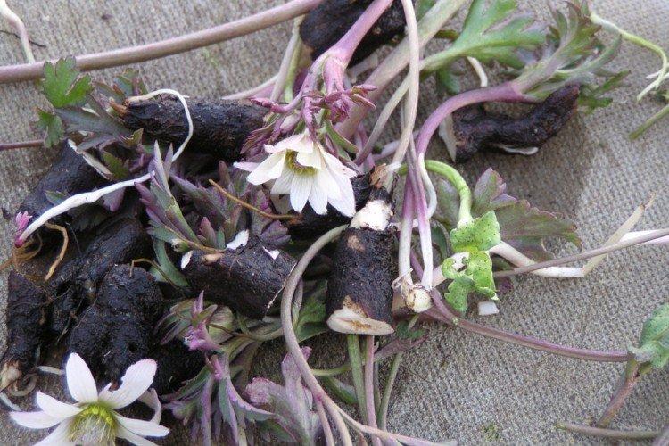 Transplantation et Reproduction - Anemonic Care