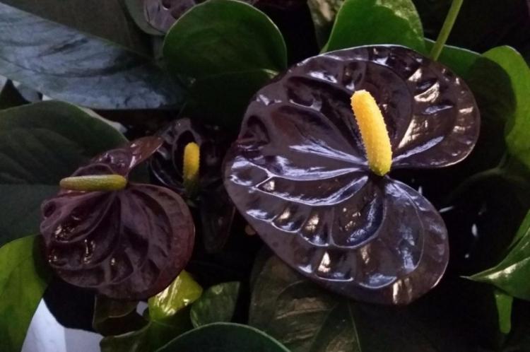 Black Queen ou Black Prince - Espèces d'Anthurium