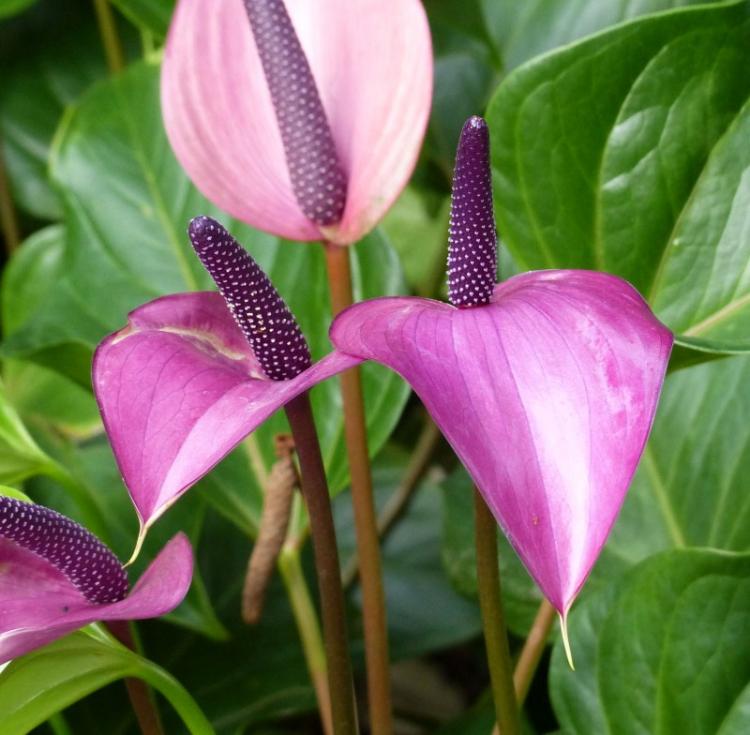 Anthurium Tulip - Types d'anthurium