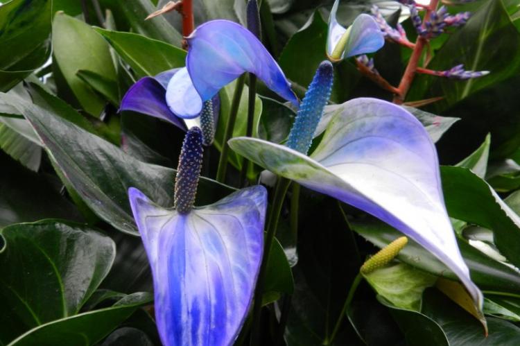 Princesse Alexia - Espèce d'Anthurium