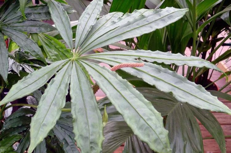 Anthurium multi-disséqué - Types d'anthurium