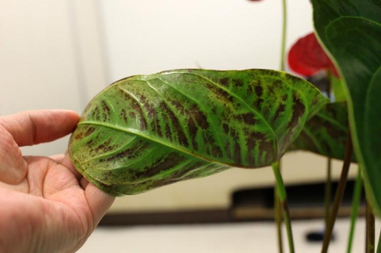 Lutte contre les parasites et les maladies - Anthurium