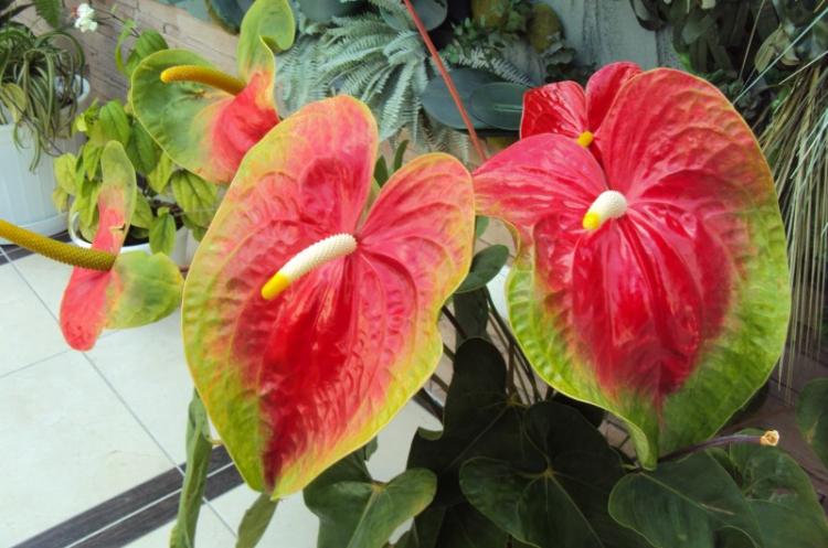 Anthurium - photo