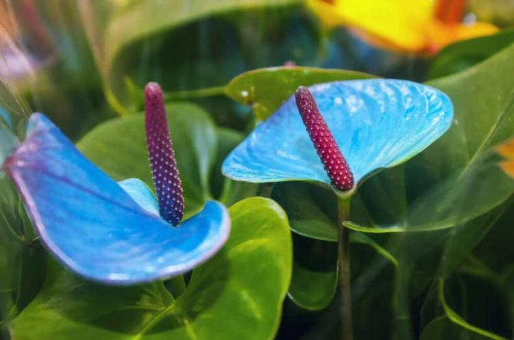 Anthurium - photo