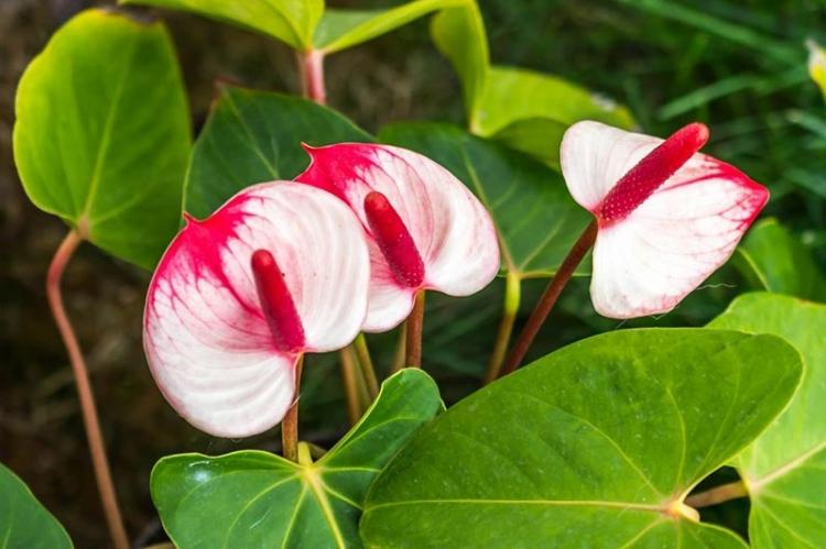 Anthurium - photo