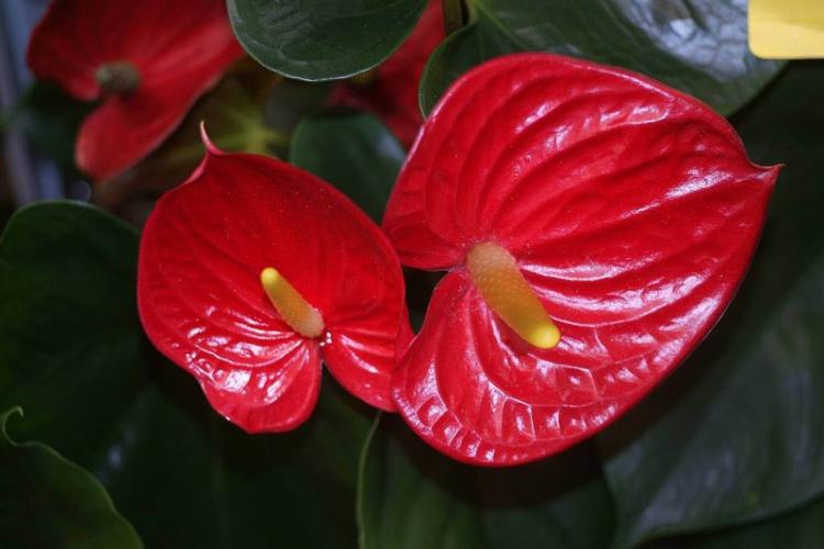 Anthurium - photo