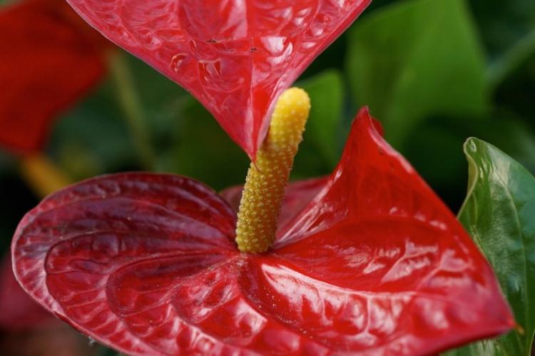 Anthurium - photo