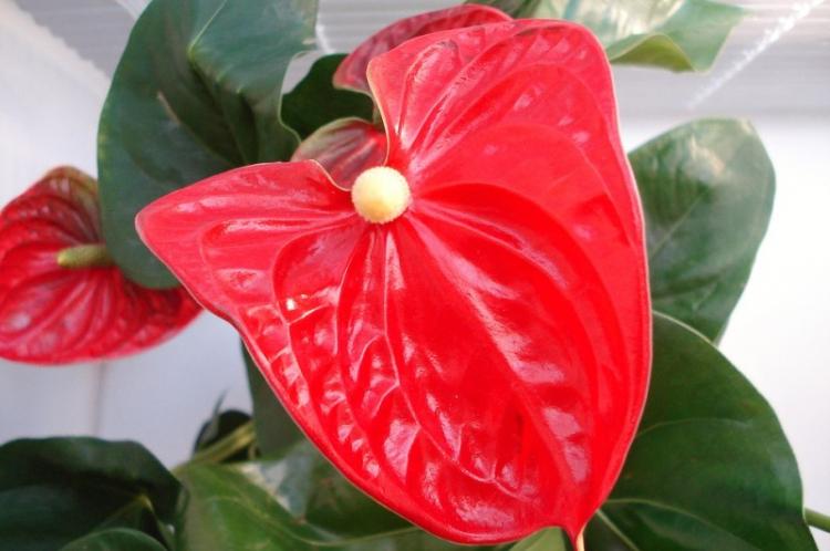 Anthurium - photo