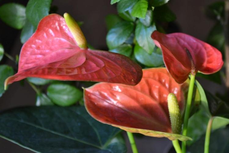 Anthurium - photo