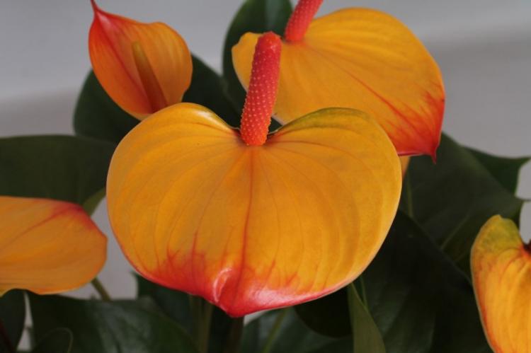 Anthurium - photo