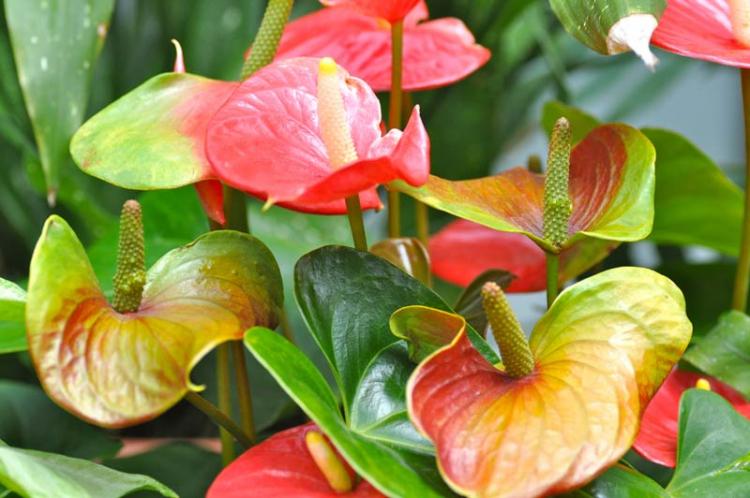 Anthurium - photo