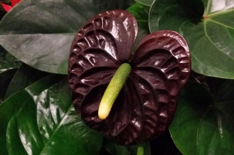 Anthurium - photo