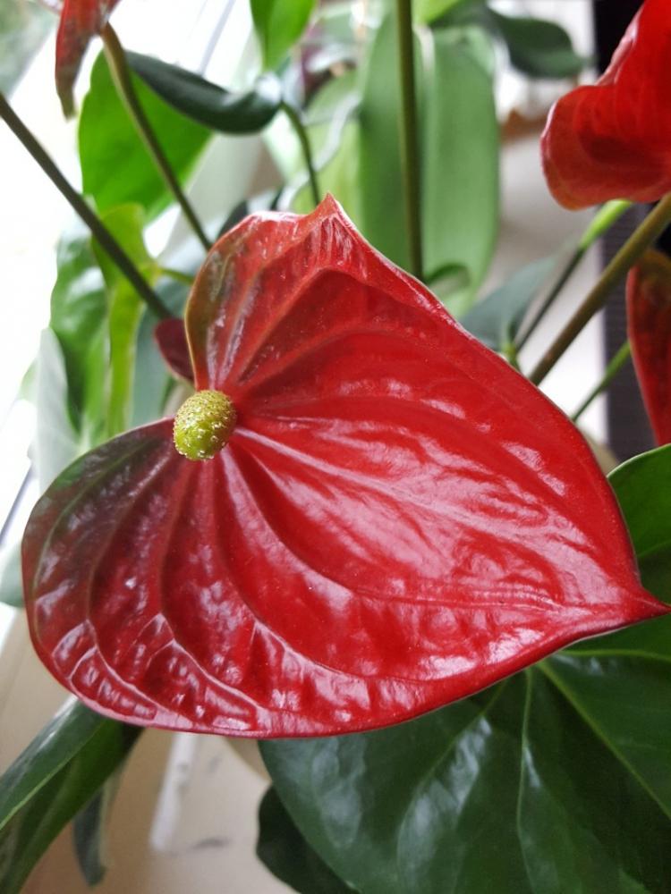 Anthurium - photo