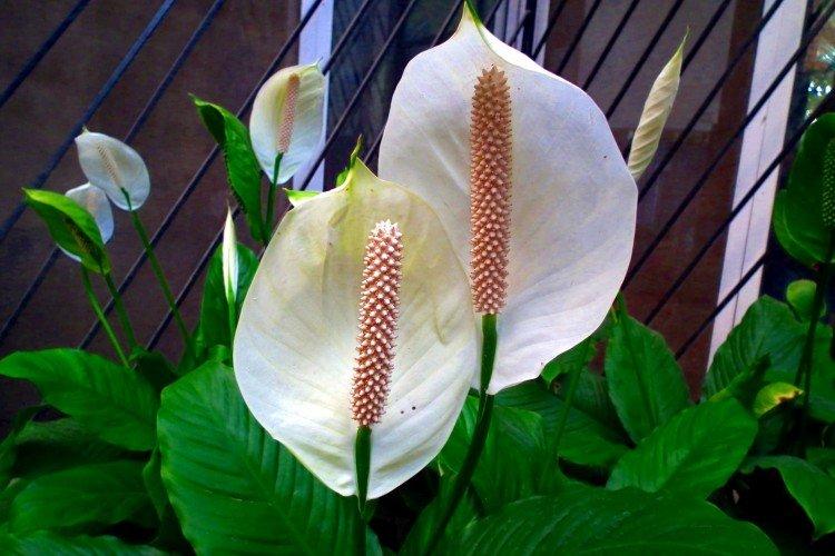 Transplantation - Anthurium soins à domicile