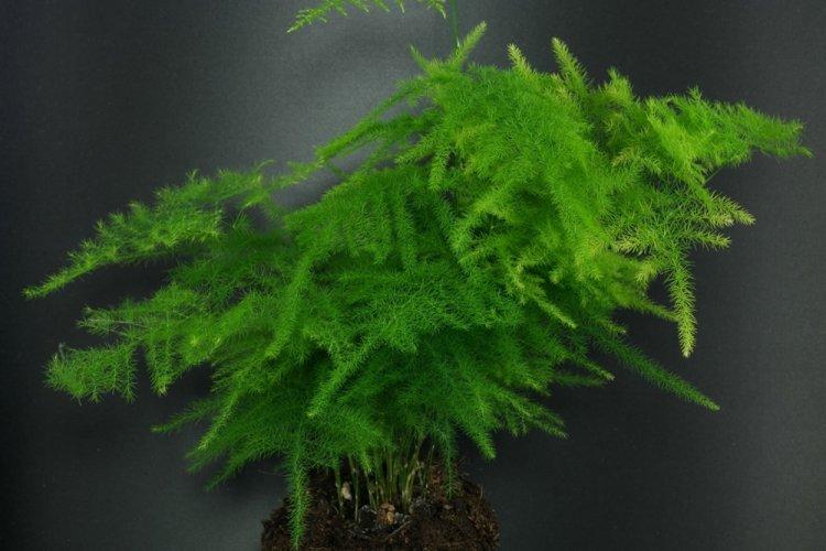 Cirrus Asparagus - Espèces d'asperges