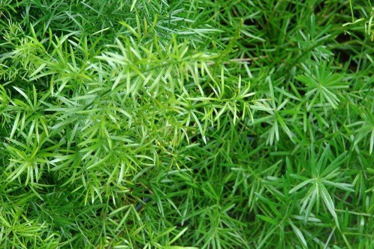 Asparagus Sprenger - Espèces d'asperges