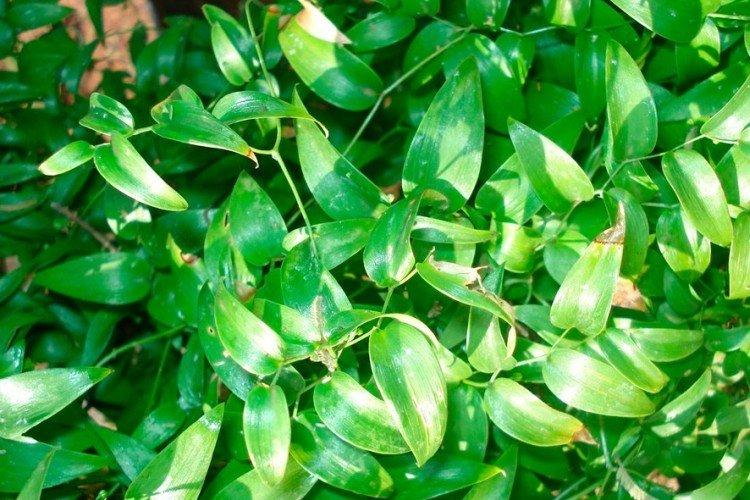 Asperges Asperges - Espèces d'Asperges