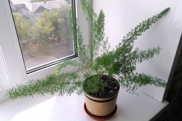 Température - Entretien des asperges