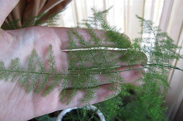 Taille - Entretien des asperges