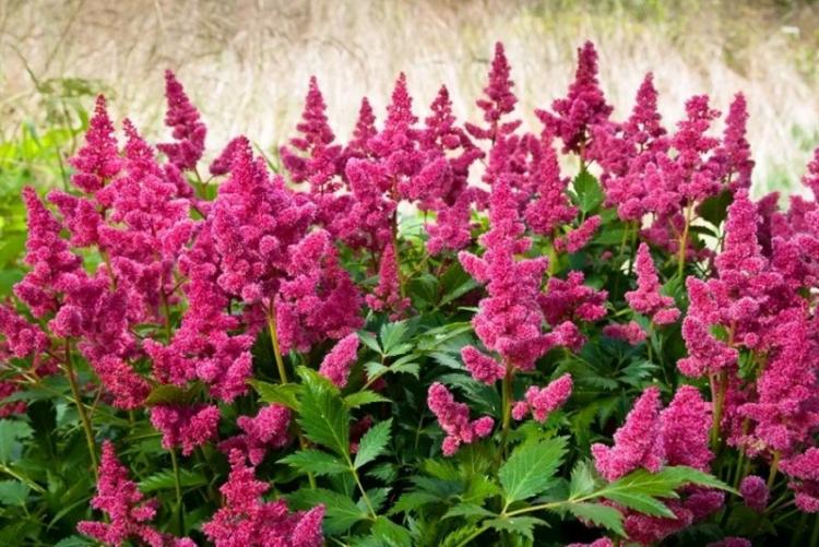 Astilba David - Types d'Astilba