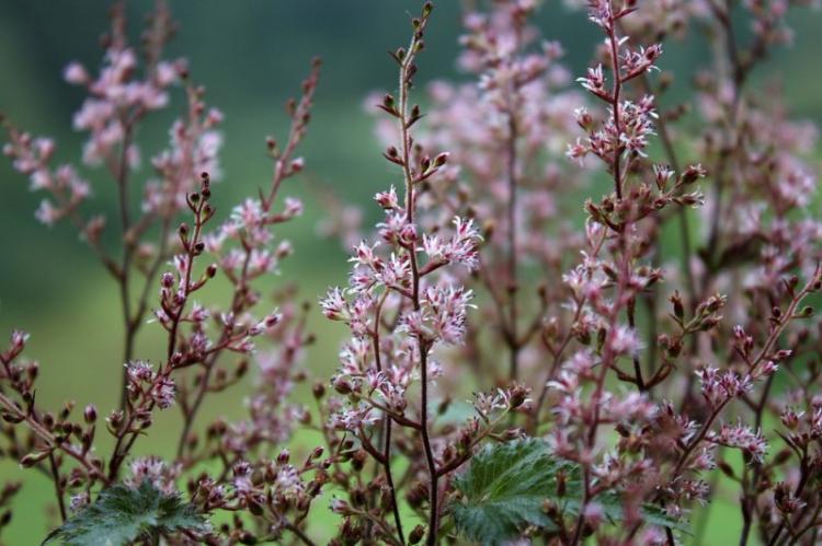 Astilba nue - Types d'Astilba