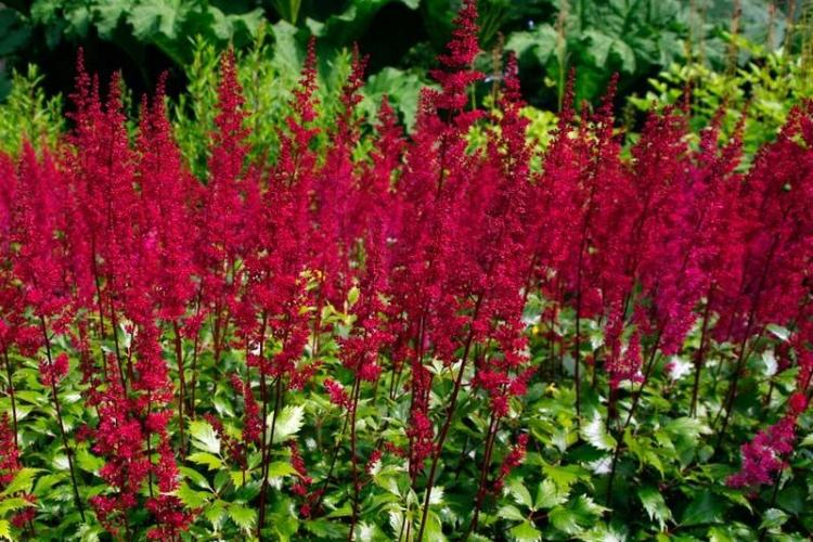 Température - Astilba Care