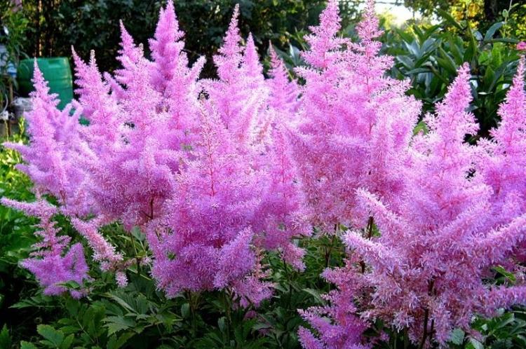 Température - Astilba Care