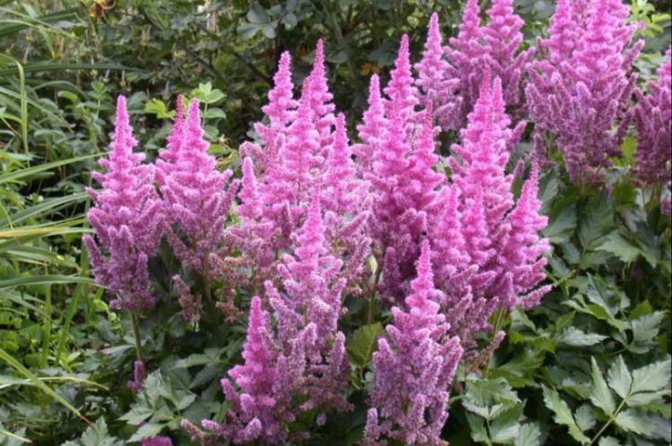 Plantation et reproduction - Astilba