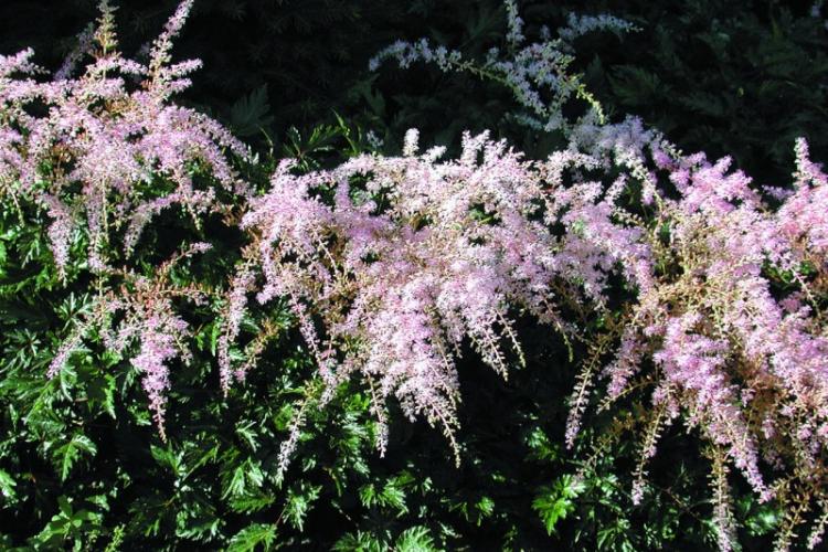Astilba - photo