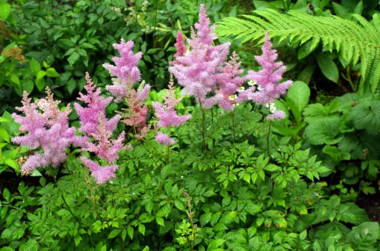 Astilba - photo