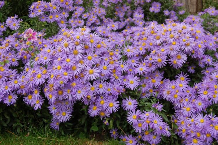 Aster des Alpes - Types d'Asters